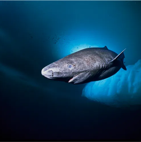Greenland Shark - Photograph by Nick Caloyianis, National Geographic