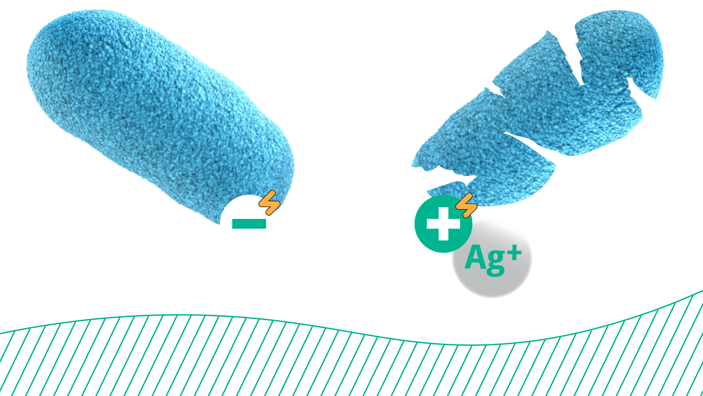 Silver ions and bacteria interact due to their opposite charges and the silver disrupts the respiratory processes and break through the cell wall.
